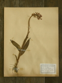 アンティーク植物標本　ベルギー　フランス
