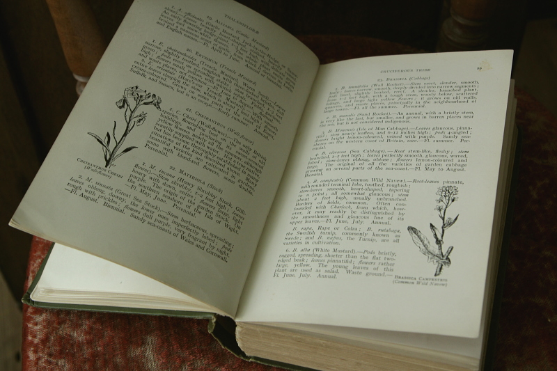 アンティークボタニカルアート オールドブック 植物図鑑 古書 イギリス