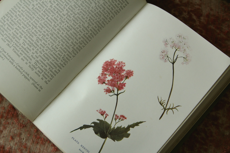 アンティークボタニカルアート オールドブック 植物図鑑 古書