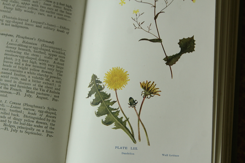 アンティークボタニカルアート オールドブック 植物図鑑 古書