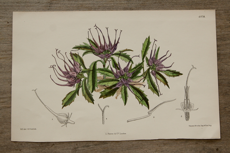イギリス アンティーク ボタニカルアート/植物画 Clematis