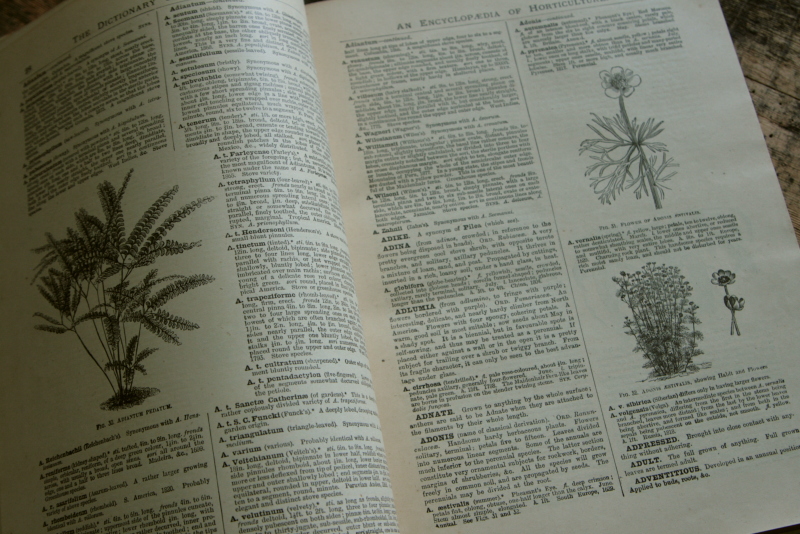 AeB[N@Ï@oldbooks CMX@Encyclopedia@of Horticulture