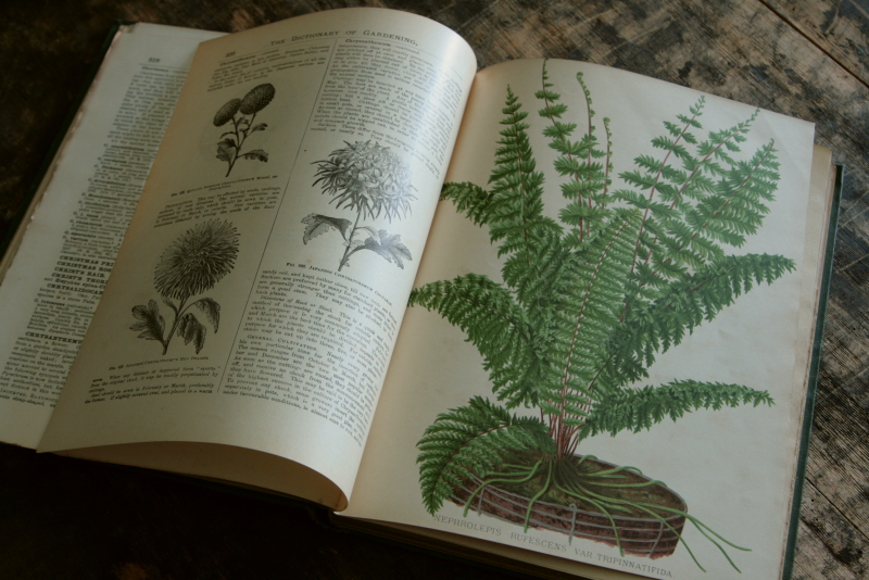 AeB[N@Ï@oldbooks CMX@Encyclopedia@of Horticulture