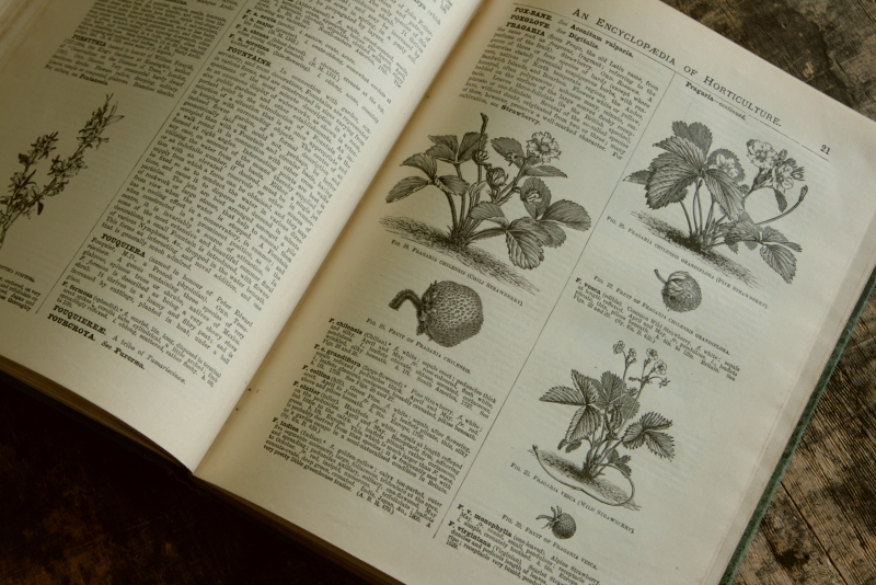 AeB[N@Ï@oldbooks CMX@Encyclopedia@of Horticulture