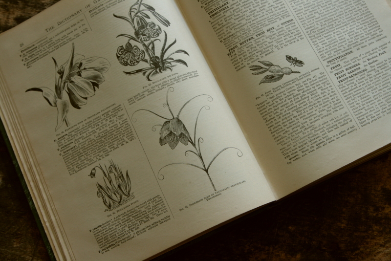 AeB[N@Ï@oldbooks CMX@Encyclopedia@of Horticulture