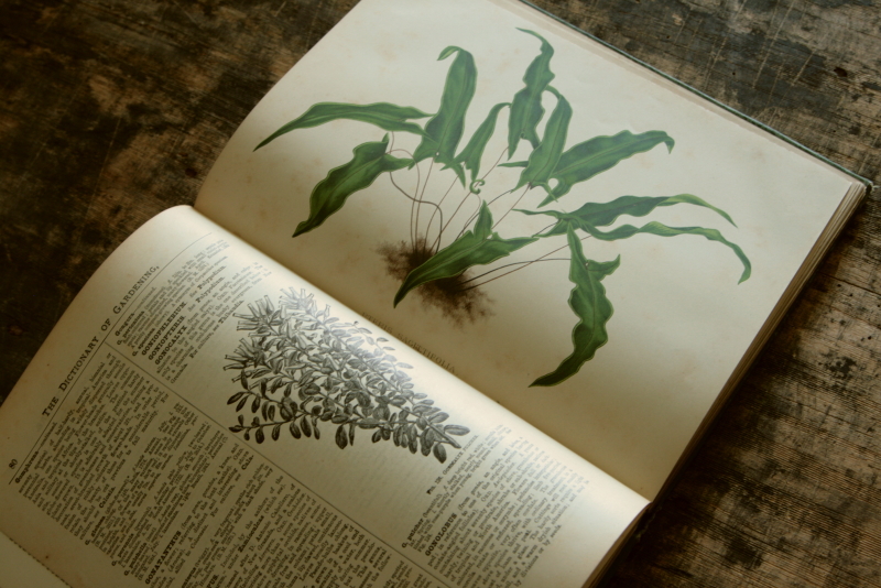 AeB[N@Ï@oldbooks CMX@Encyclopedia@of Horticulture