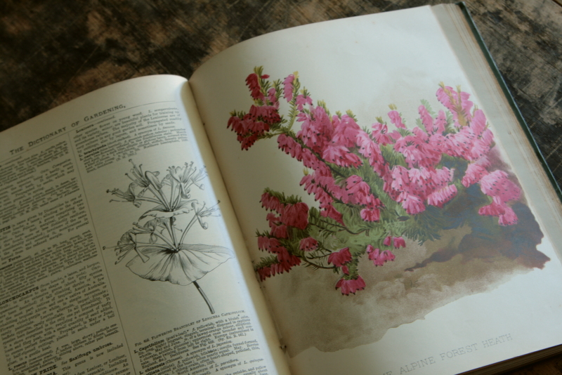 AeB[N@Ï@oldbooks CMX@Encyclopedia@of Horticulture