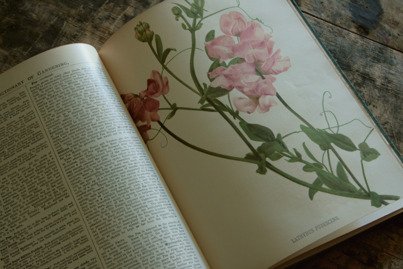 AeB[N@Ï@oldbooks CMX@Encyclopedia@of Horticulture