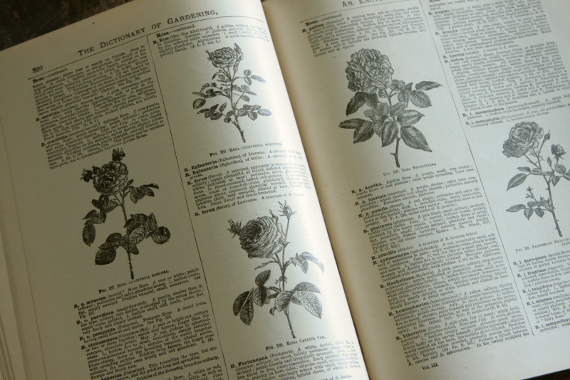 AeB[N@Ï@oldbooks CMX@Encyclopedia@of Horticulture