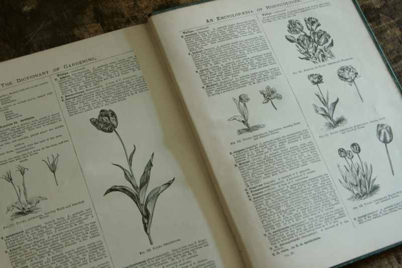 AeB[N@Ï@oldbooks CMX@Encyclopedia@of Horticulture