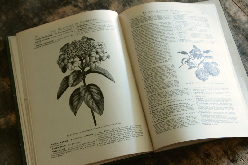 AeB[N@Ï@oldbooks CMX@Encyclopedia@of Horticulture