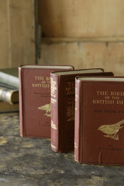 アンティークブック　古書　鳥類図鑑　イギリス
