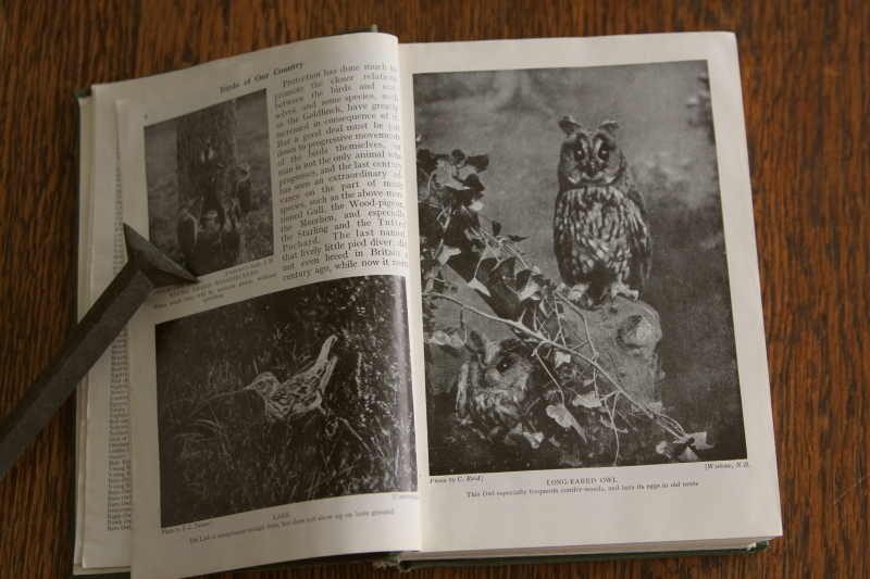 アンティーク古書 イギリス 鳥類図鑑 【Antiques Truffle 京都 鹿ケ谷】