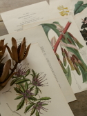 アンティークプリント　ボタニカルアート　イギリス　植物図鑑