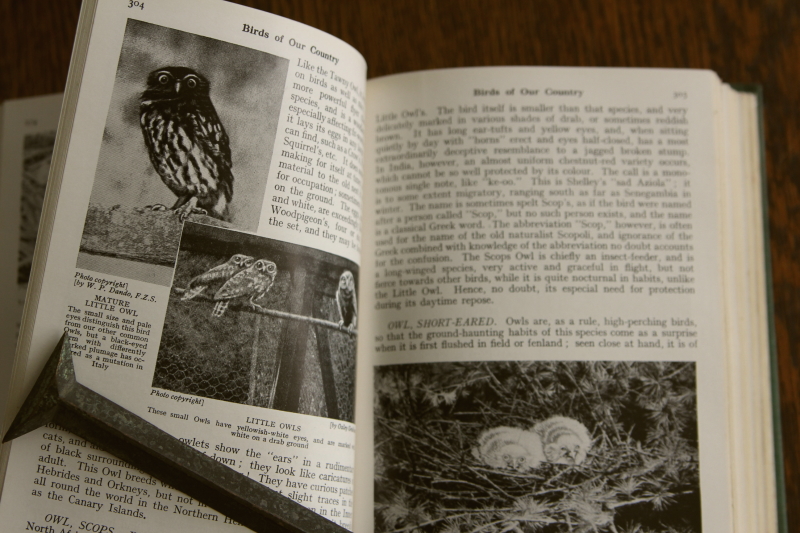 アンティーク古書 イギリス 鳥類図鑑 【Antiques Truffle 京都