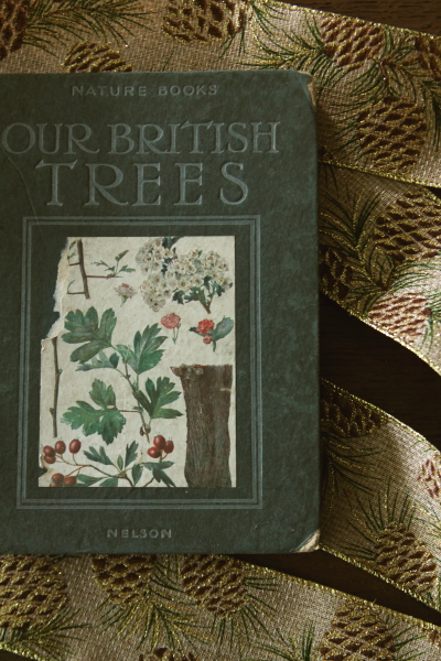 AeB[NubN@Ï@A}Ӂ@our british trees