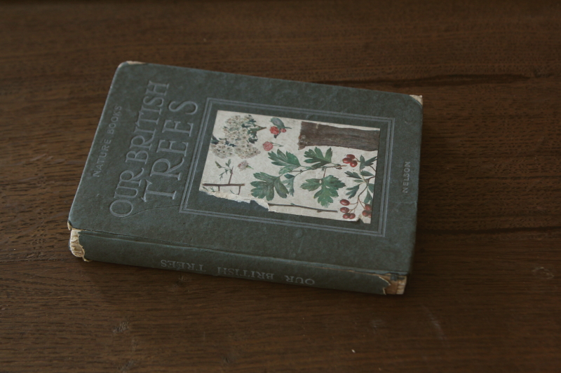 アンティークブック 古書 植物図鑑 our british trees