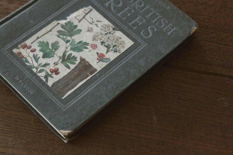 洋書 古書 Familiar Trees アンティーク樹木図鑑 植物図鑑 - メルカリ