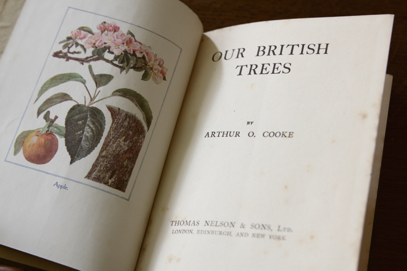 AeB[NubN@Ï@A}Ӂ@our british trees