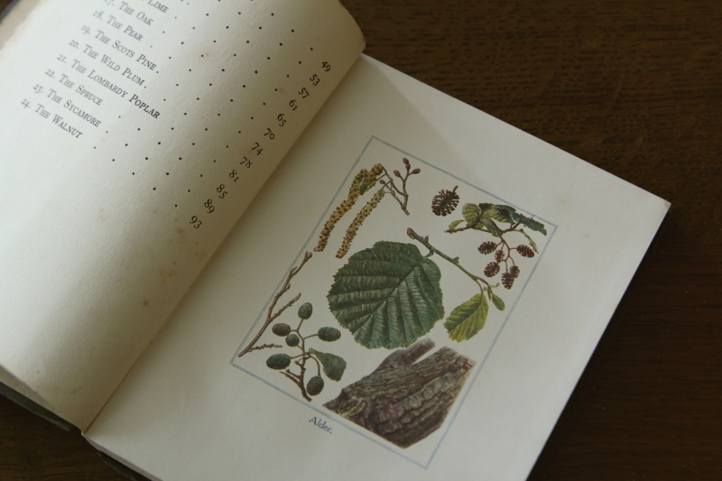 アンティークブック 古書 植物図鑑 our british trees