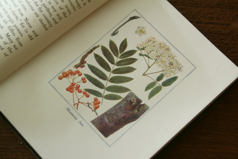 アンティークブック 古書 植物図鑑 our british trees