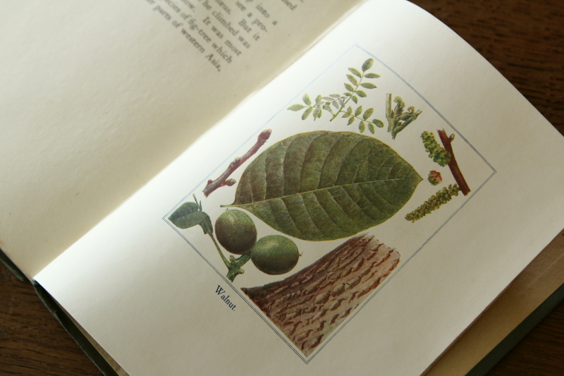 アンティークブック 古書 植物図鑑 our british trees