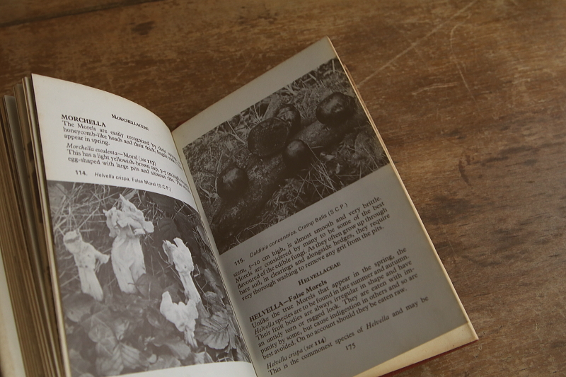 the observer's bookbirds' eggs mushroom toadstool 鳥の卵　キノコ　イギリス アンティークストリュフ