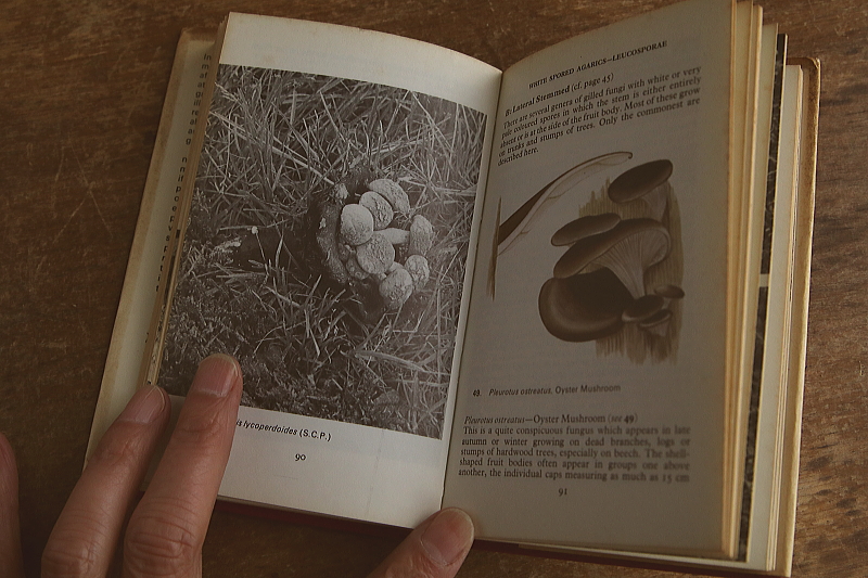 the observer's bookbirds' eggs mushroom toadstool 鳥の卵　キノコ　イギリス アンティークストリュフ