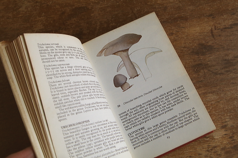 the observer's bookbirds' eggs mushroom toadstool 鳥の卵　キノコ　イギリス アンティークストリュフ