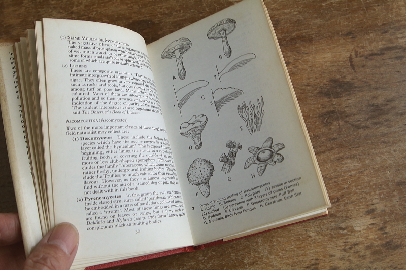 the observer's bookbirds' eggs mushroom toadstool 鳥の卵　キノコ　イギリス アンティークストリュフ