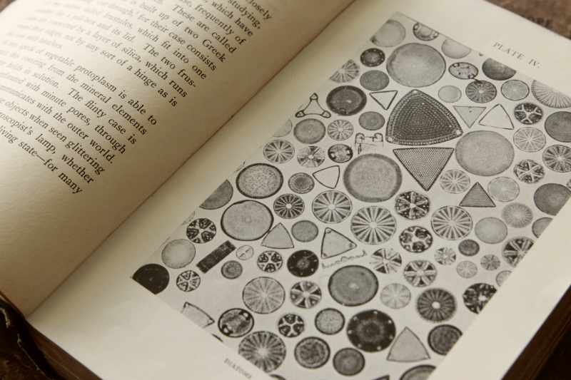 アンティークブック　古書　顕微鏡　科学　理系古書　イギリス