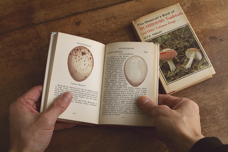 the observer's bookbirds' eggs mushroom toadstool 鳥の卵　キノコ　イギリス アンティークストリュフ