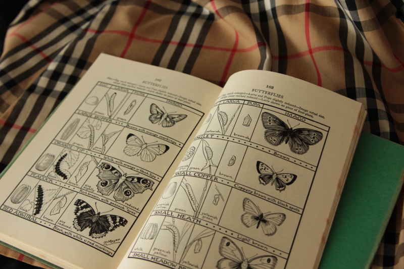 アンティークブック　蝶と蛾の図鑑　イギリス
