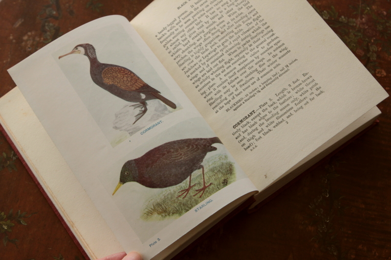 アンティークブック 古書 鳥類図鑑 卵 イギリス 20191017