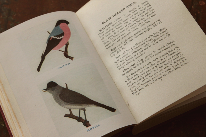 アンティークブック 古書 鳥類図鑑 卵 イギリス 20191017