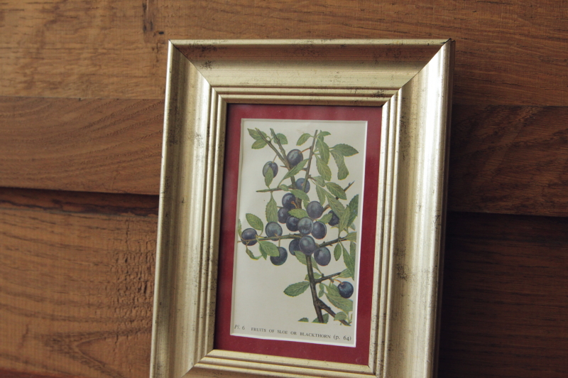アンティークフレーム　プリントプレート　オークエイコーン　植物図鑑　実もの　イギリス