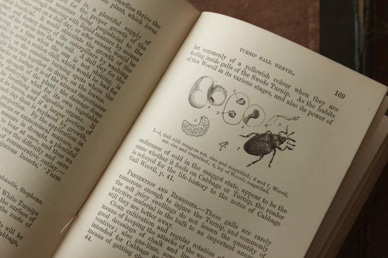 アンティークブック 古書 昆虫図鑑 イギリス 園芸 20191017 アンティークブック 古書 昆虫図鑑 イギリス 園芸 20191017