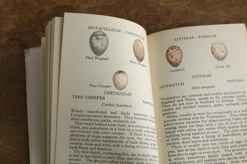 the observer's bookbirds' eggs mushroom toadstool 鳥の卵　キノコ　イギリス アンティークストリュフ