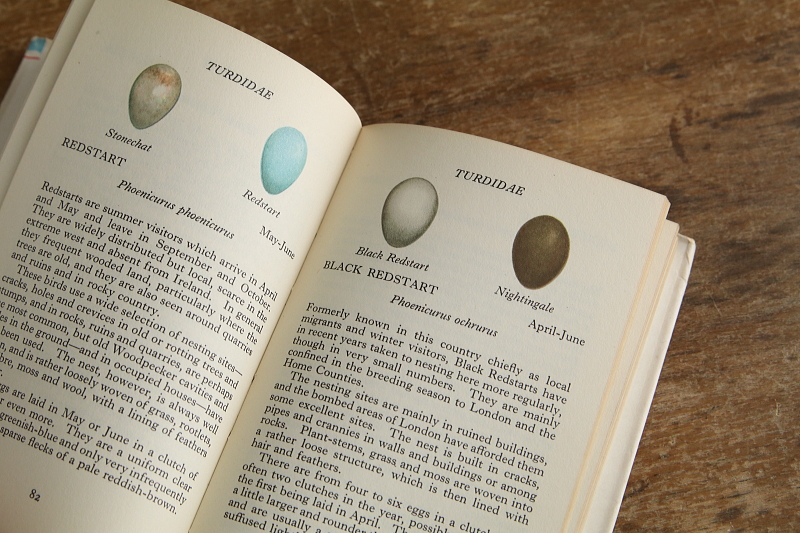 the observer's bookbirds' eggs mushroom toadstool 鳥の卵　キノコ　イギリス アンティークストリュフ